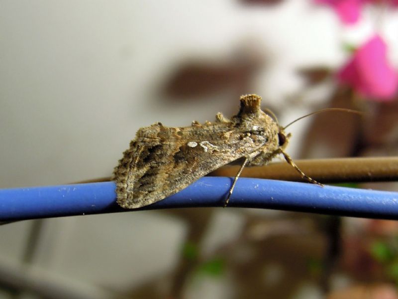 Plusiinae: Autographa gamma e Trichoplusia ni